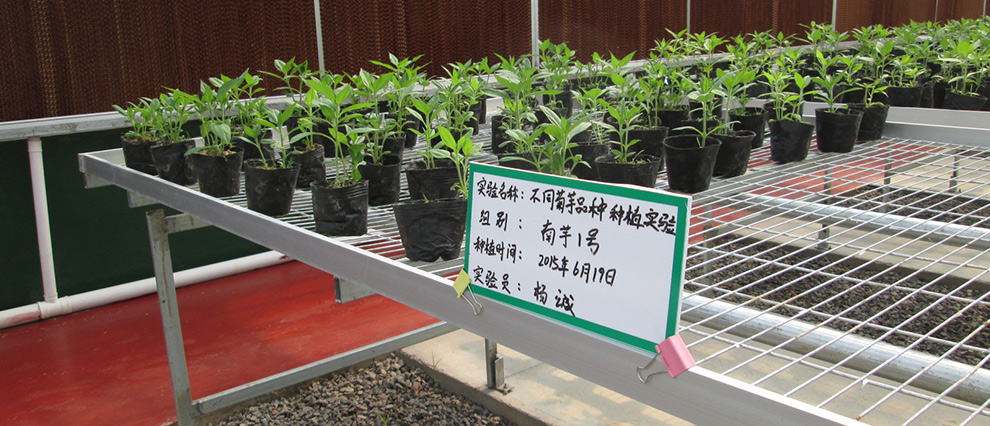 菊芋良種組培繁育中心
